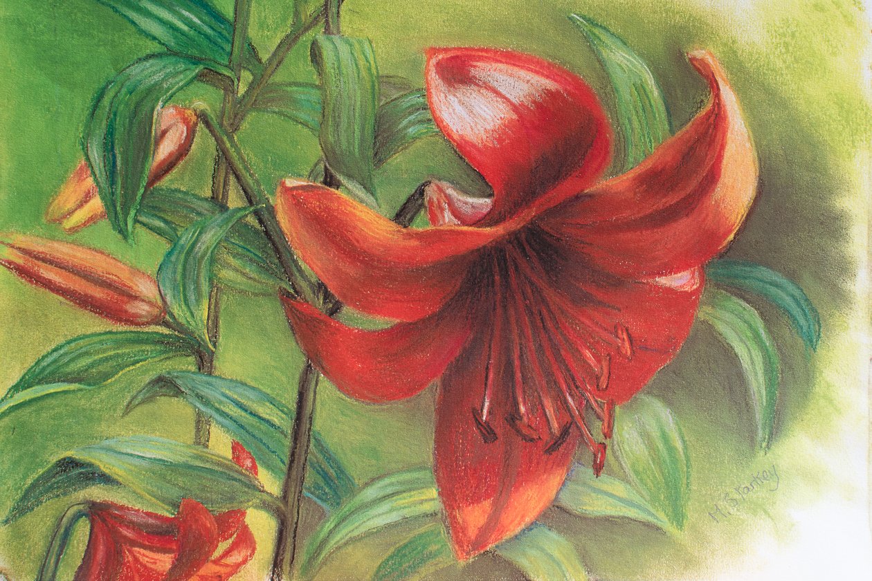 Liliom, 2017 (pasztell) alkotó: Margo Starkey