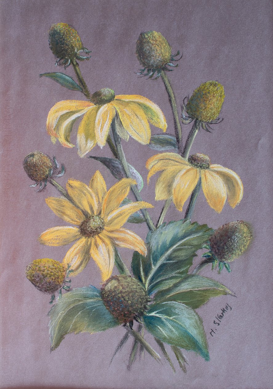 Rudbeckia, 2014 (pasztell) alkotó: Margo Starkey