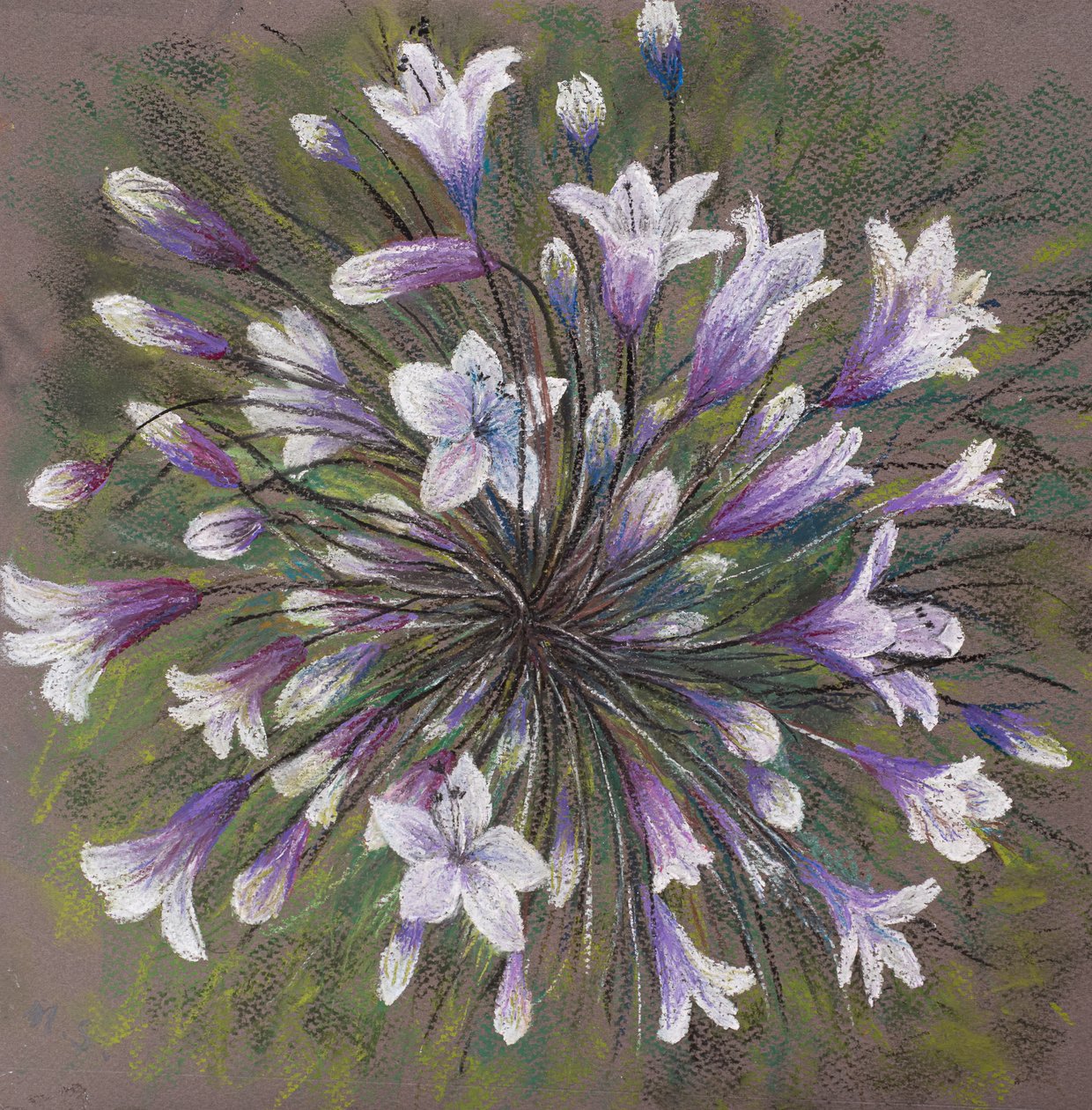 Agapanthus alkotó: Margo Starkey
