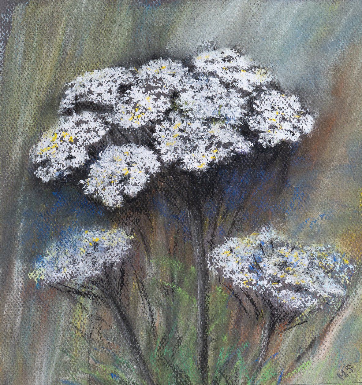 Tehénpetrezselyem (Anthriscus Sylvestris), 2021 (pasztell) alkotó: Margo Starkey