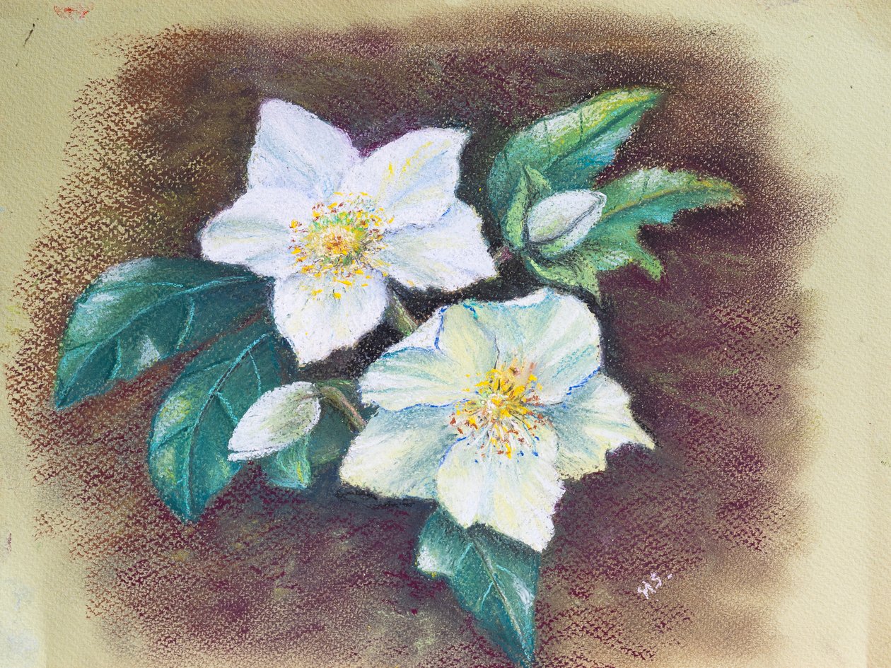 Helleborus, 2020 (pasztell) alkotó: Margo Starkey