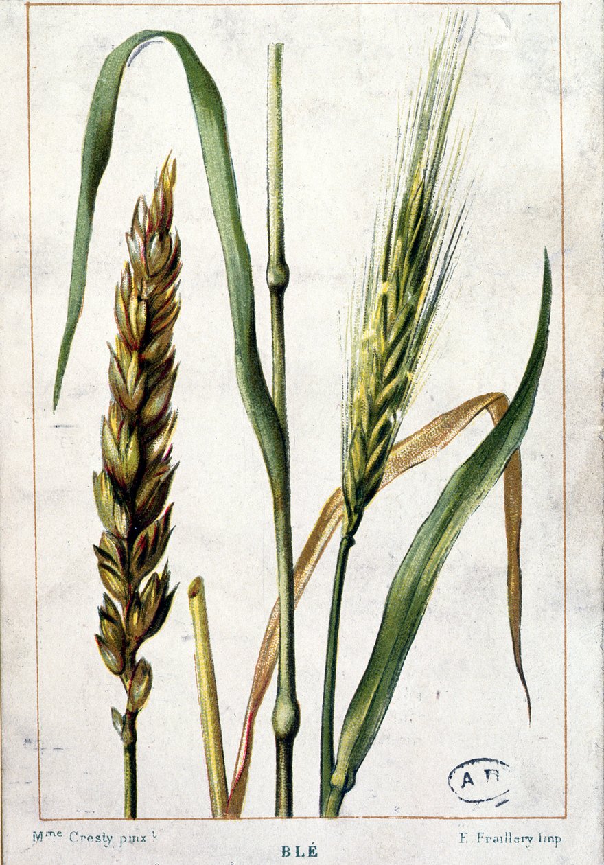 Búza alkotó: Marguerite Buret