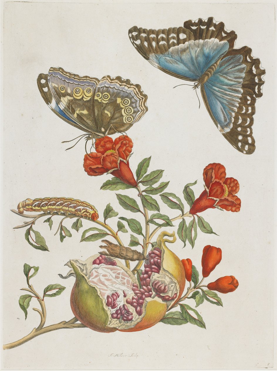 Kék pillangók és gránátalma, 1705-1771 alkotó: Maria Sibylla Merian