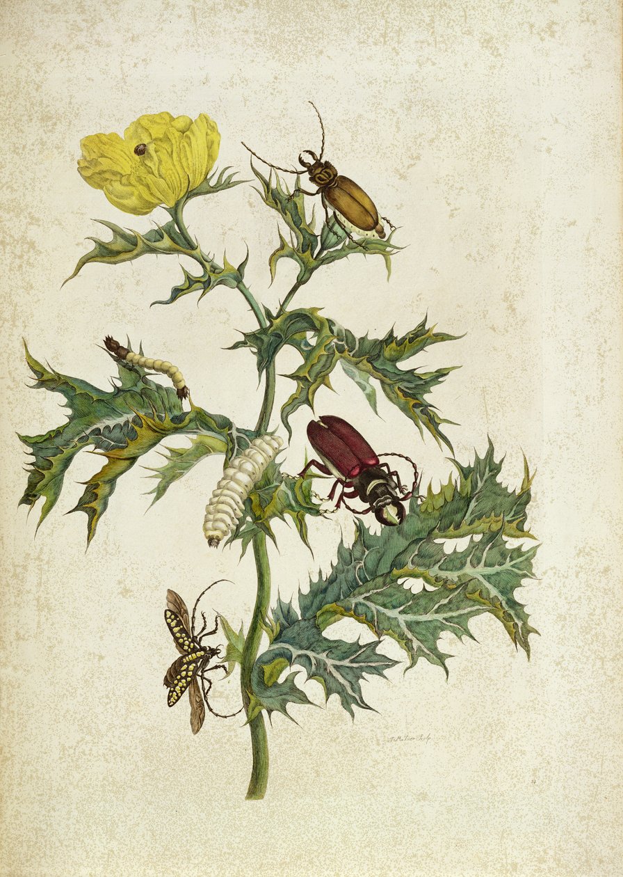 Cardos Spinosus: Bogarak és hernyók, 69. tábla az About the Procreation-ből, 1730 alkotó: Maria Sibylla Merian