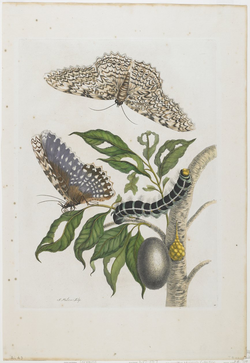 Lepkék, hernyók és lombozat, 1705-71 (kézzel színezett rézkarc és metszet) alkotó: Maria Sibylla Merian