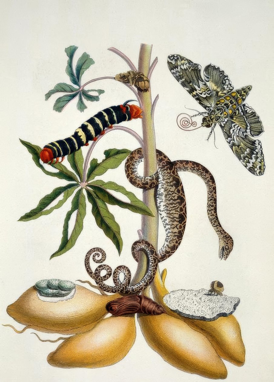 Maniok / M.S.Merian alkotó: Maria Sibylla Merian