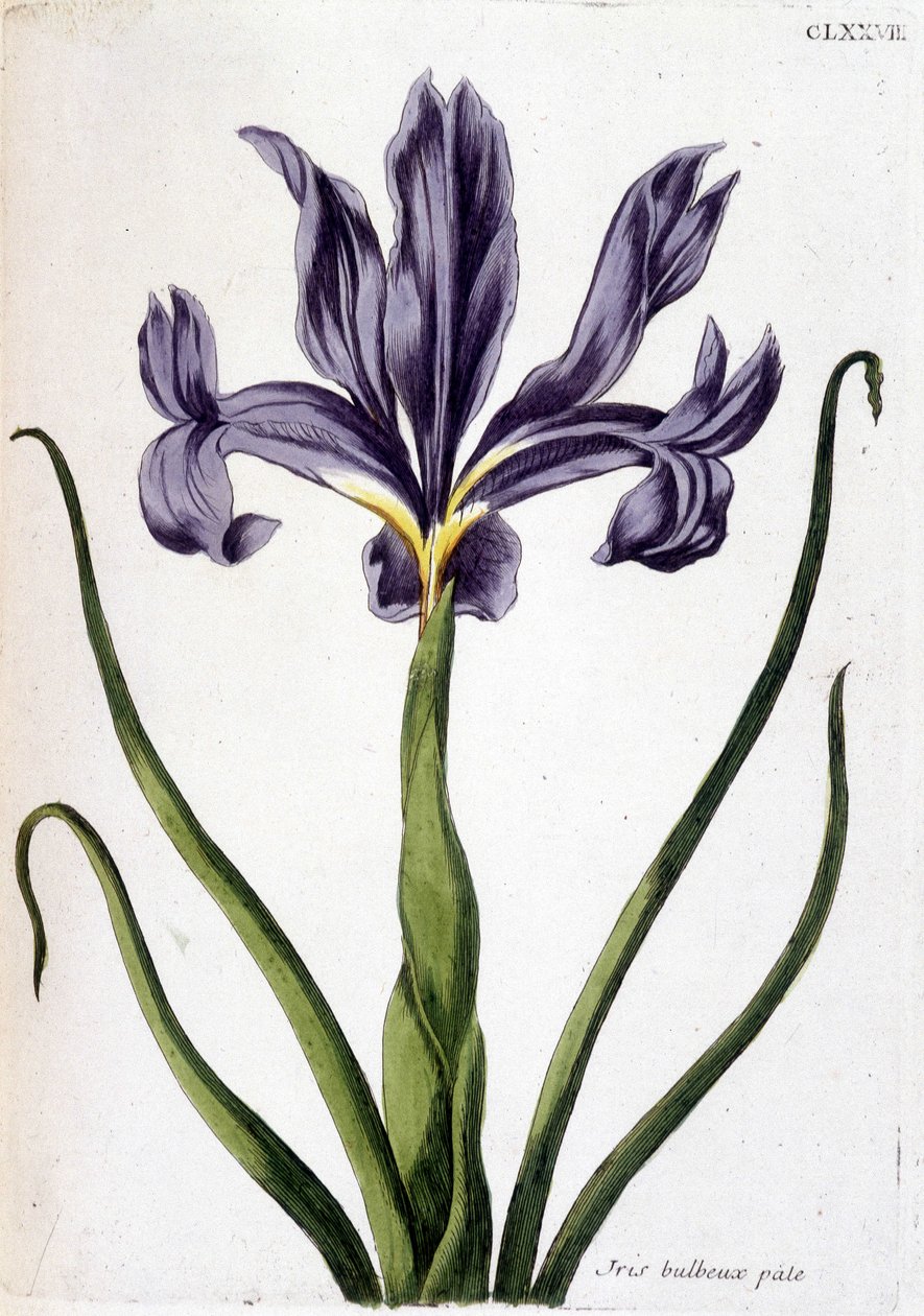 Ismeretlen kép alkotó: Maria Sibylla Merian