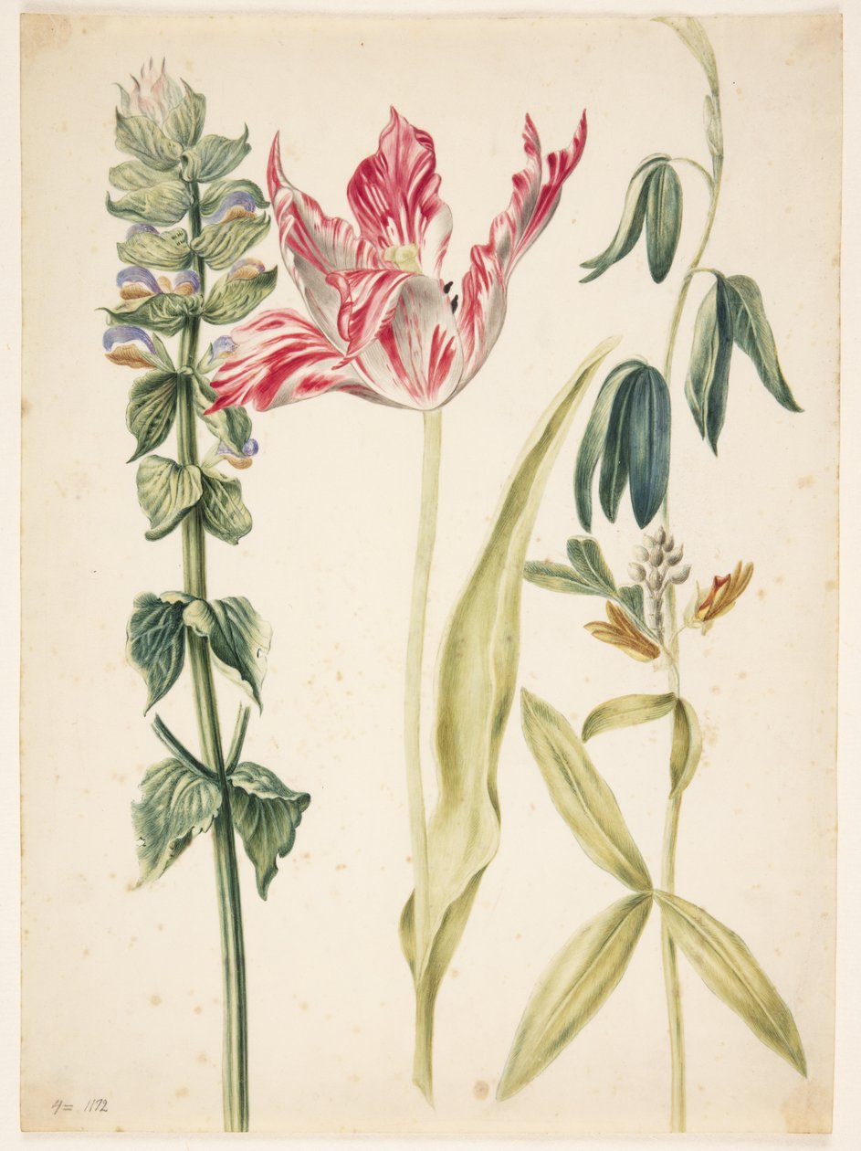 3 virág, középen tulipán alkotó: Maria Sibylla Merian
