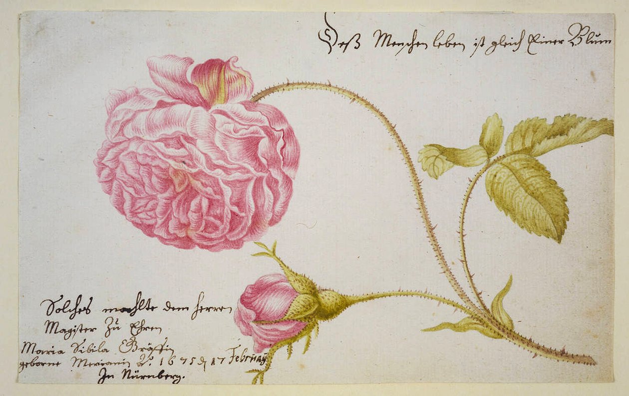 Albumlap rózsával, 1675 alkotó: Maria Sibylla Merian