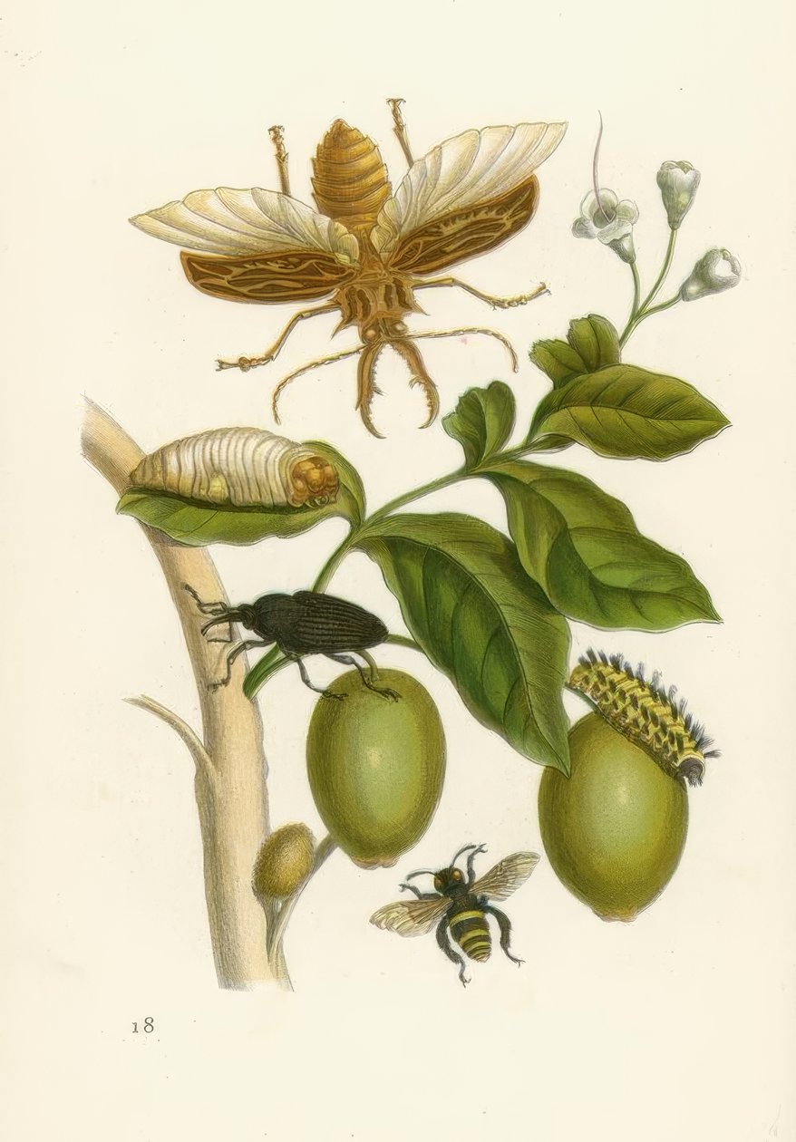 Tabrouba fa, bogár ... / M.S.Merian alkotó: Maria Sibylla Merian