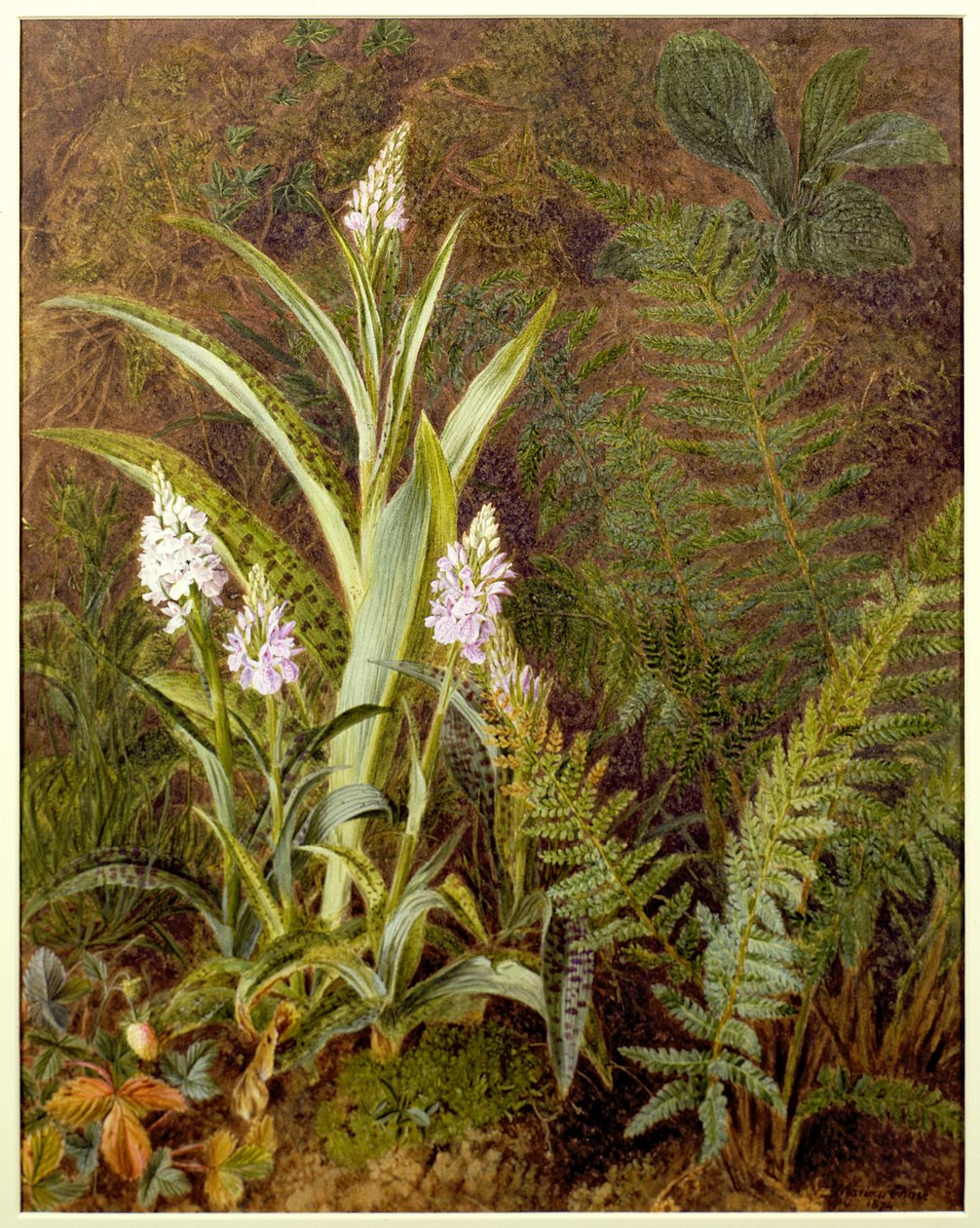 Vad orchideák alkotó: Marian Emma Chase
