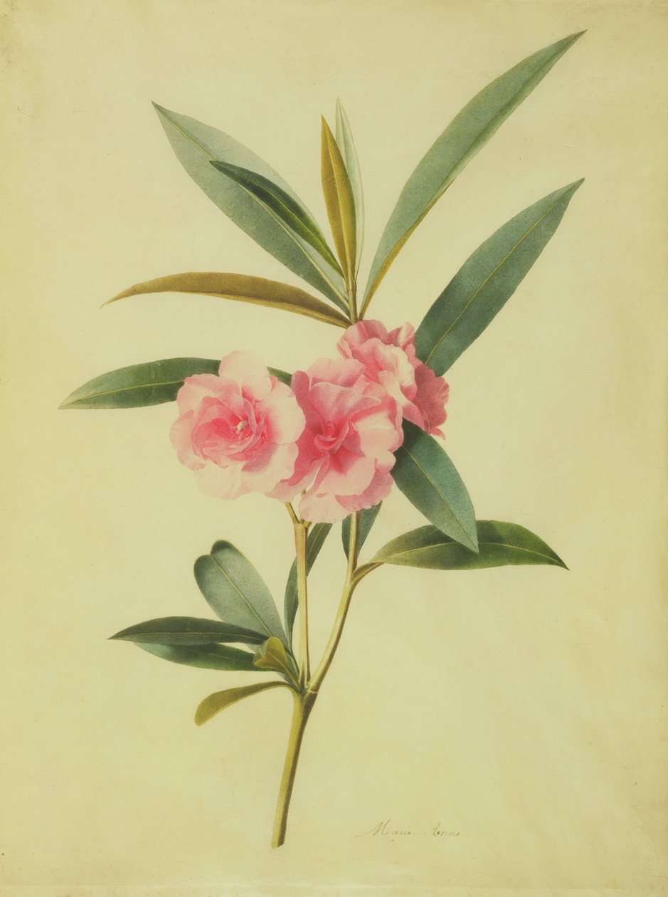 Nerium Oleander (Rose Bay) (WC pergamenre) alkotó: Marie Anne