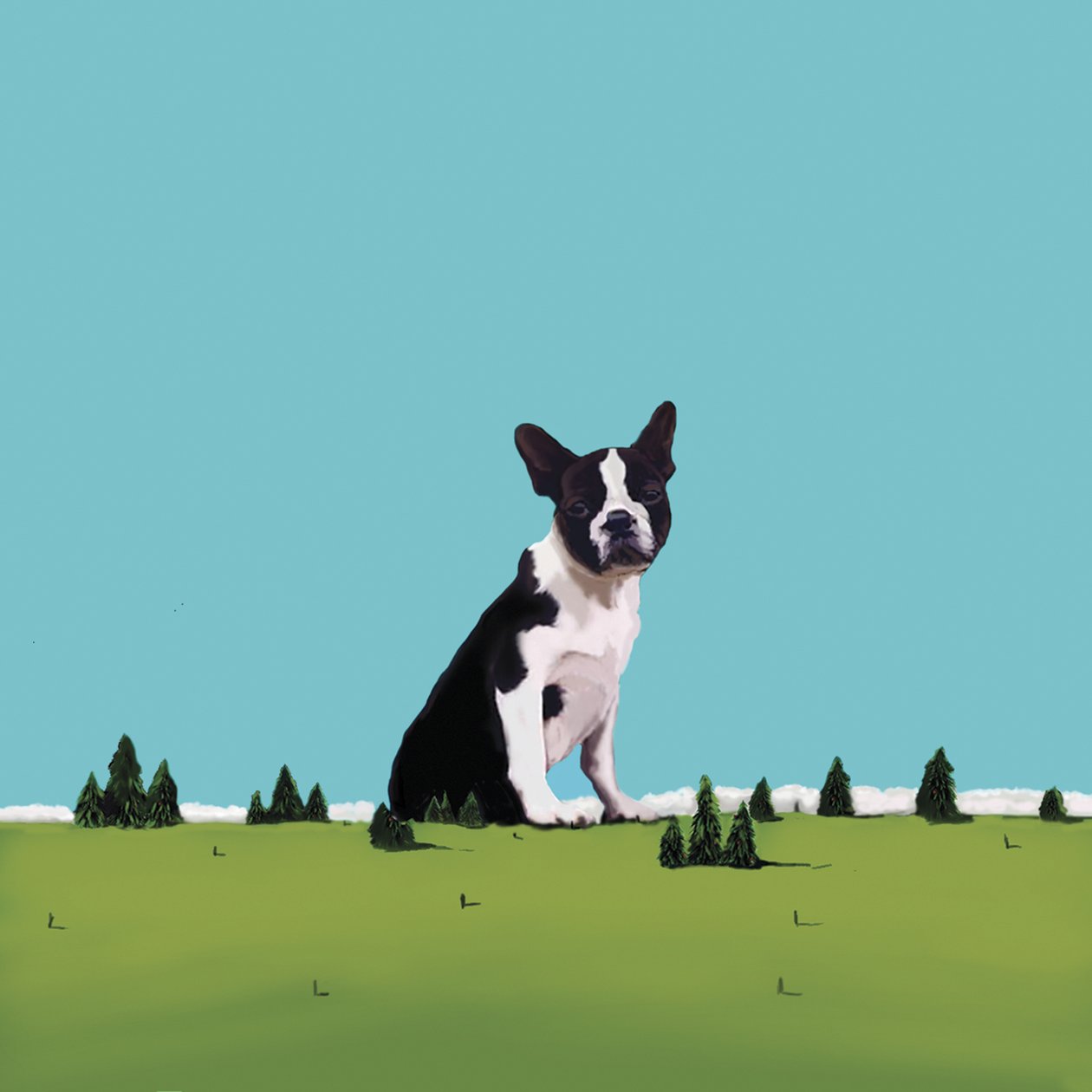 Boston terrier, 2008 (akril, vászon) alkotó: Marjorie Weiss