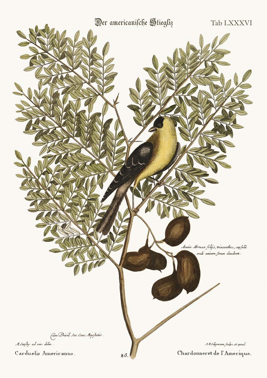 Az amerikai aranysakál, 1749-73 alkotó: Mark Catesby