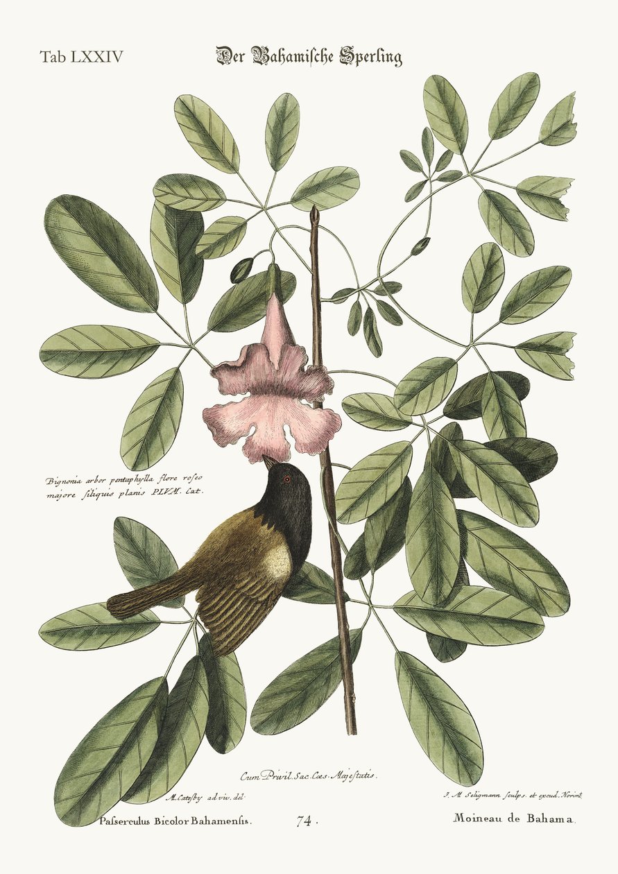 A bahamai veréb, 1749-73 alkotó: Mark Catesby