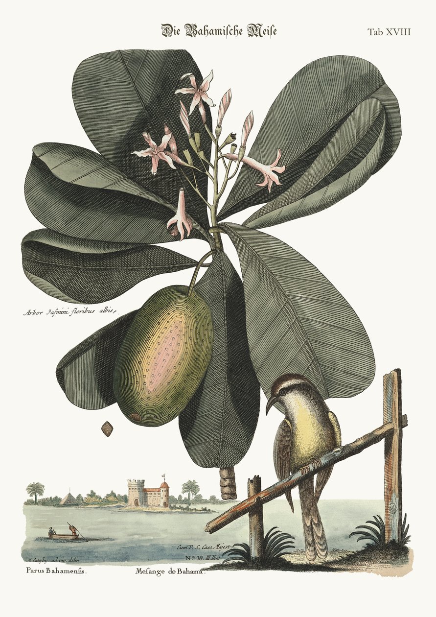 Bahama cinege, 1749-73 alkotó: Mark Catesby