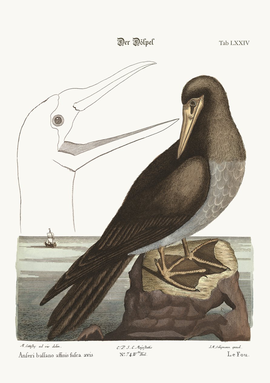The Booby, 1749-73 alkotó: Mark Catesby