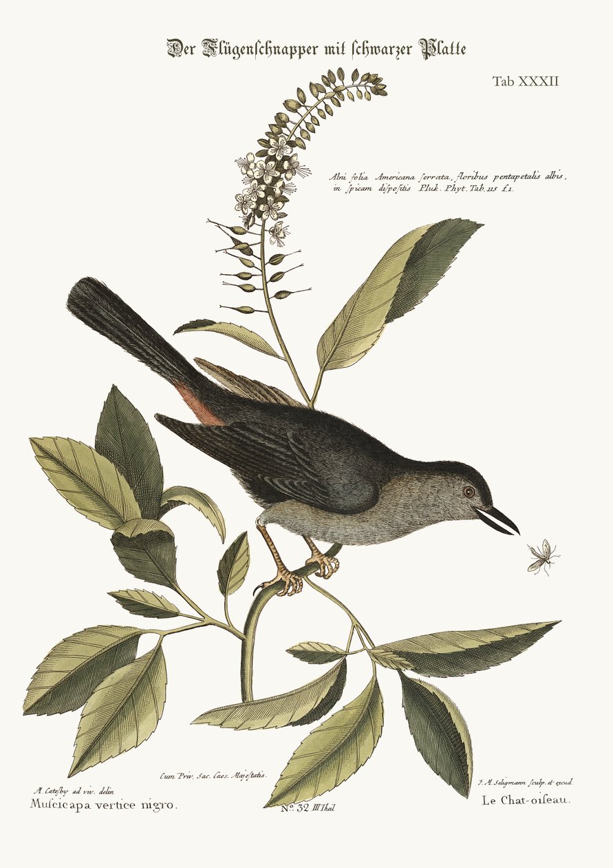 A macskamadár, 1749-73 alkotó: Mark Catesby