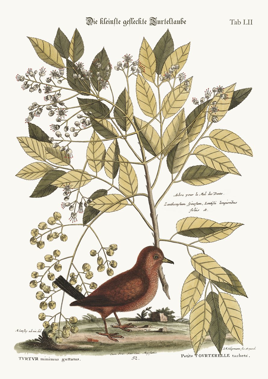 A földi galamb, 1749-73 alkotó: Mark Catesby