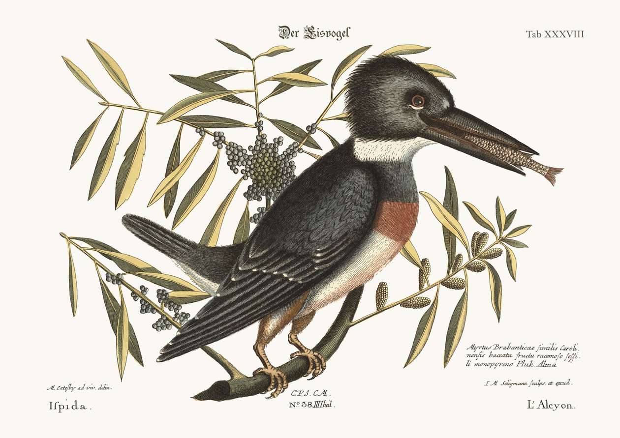 A jégmadár, 1749-73 alkotó: Mark Catesby