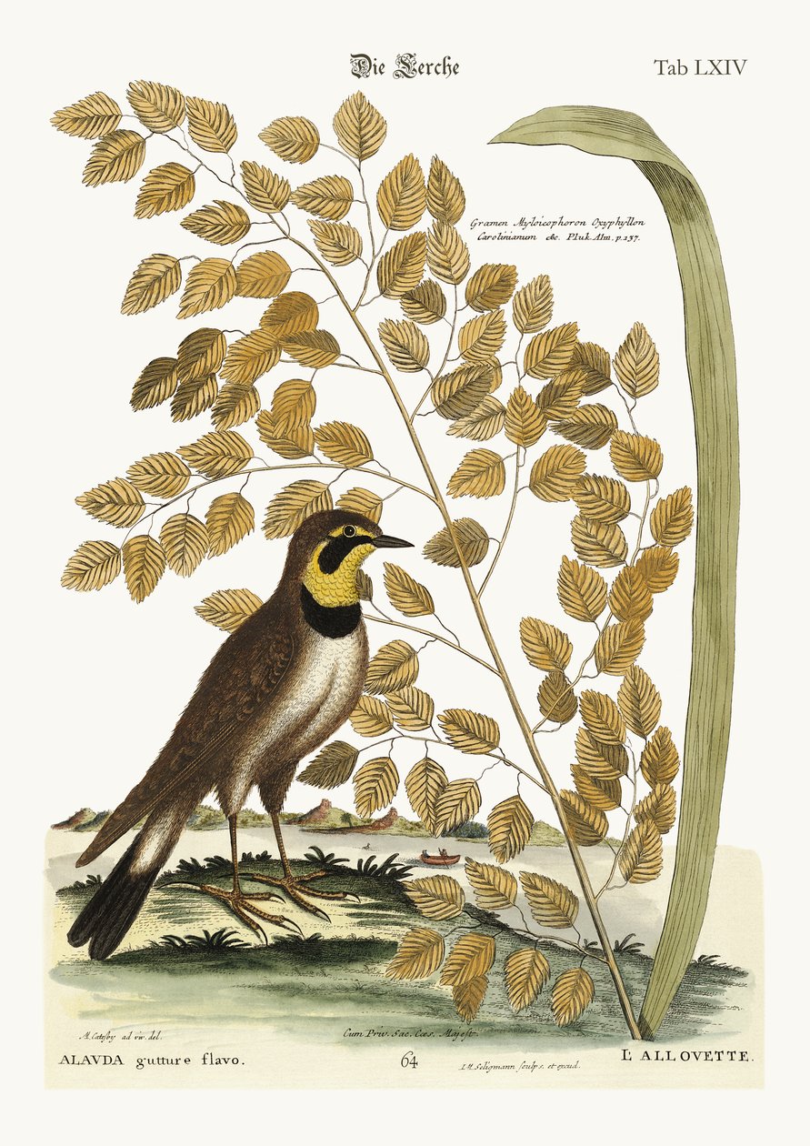The Lark, 1749-73 alkotó: Mark Catesby