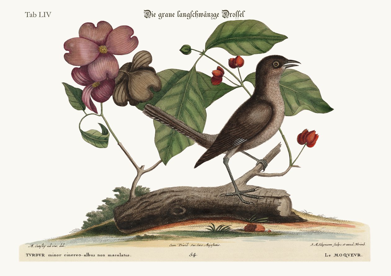 A gúnymadár, 1749-73 alkotó: Mark Catesby