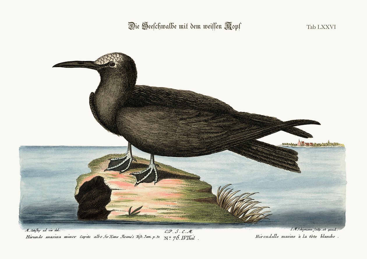The Noddy, 1749-73 alkotó: Mark Catesby