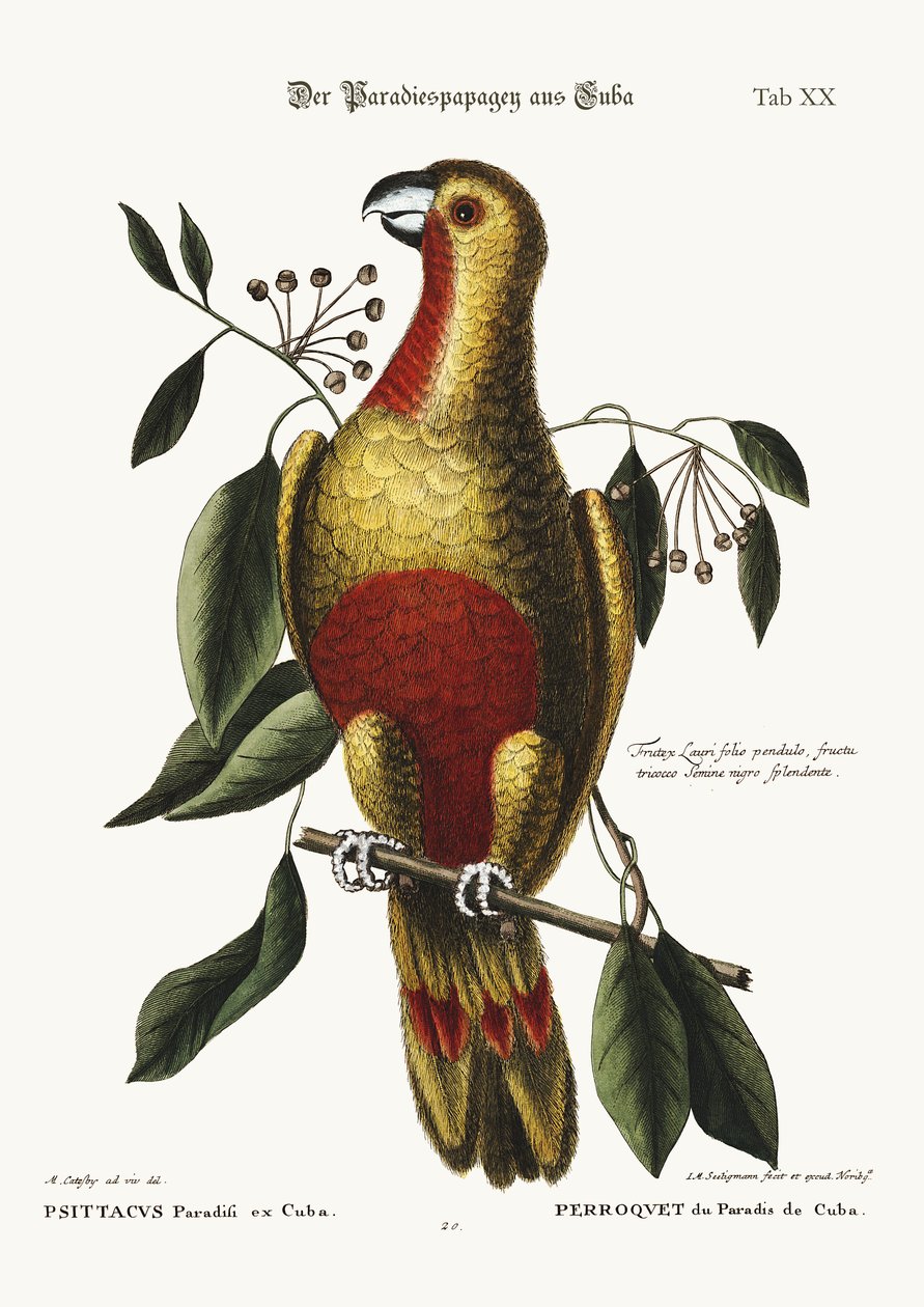 A kubai paradicsomi papagáj, 1749-73 alkotó: Mark Catesby