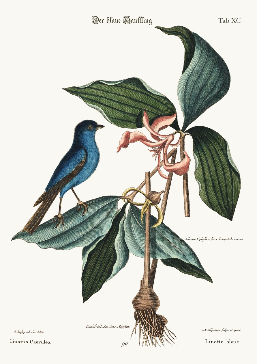 A kék Linnet, 1749-73 alkotó: Mark Catesby