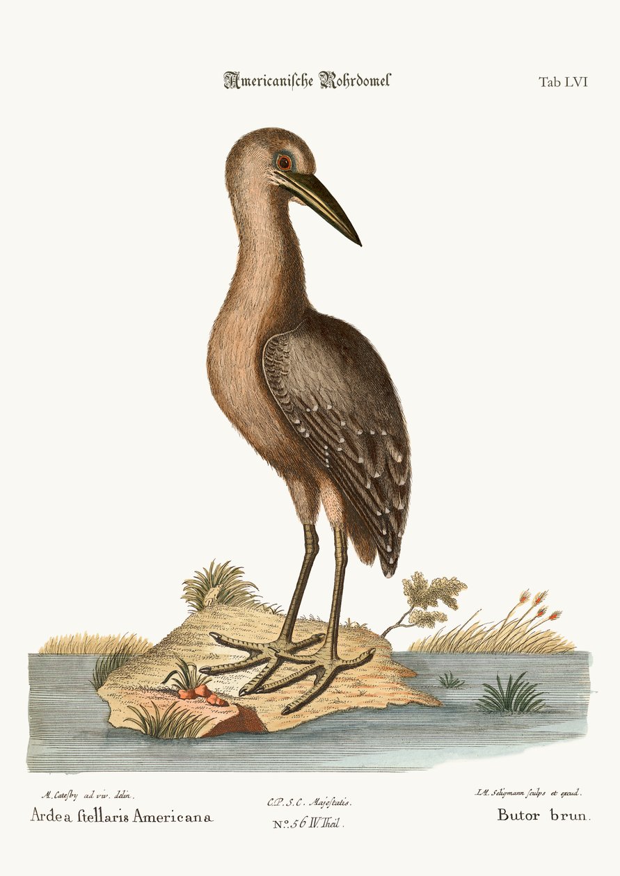 A barna keselyű, 1749-73 alkotó: Mark Catesby