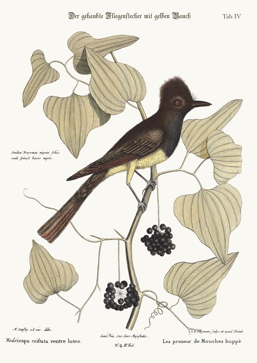 A tarajos légykapó, 1749-73 alkotó: Mark Catesby