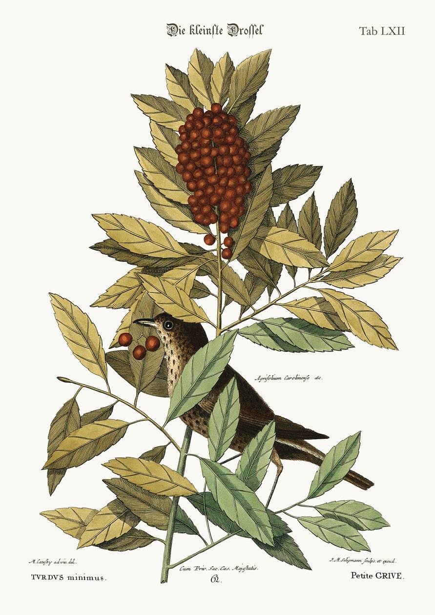 A kis rigó, 1749-73 alkotó: Mark Catesby