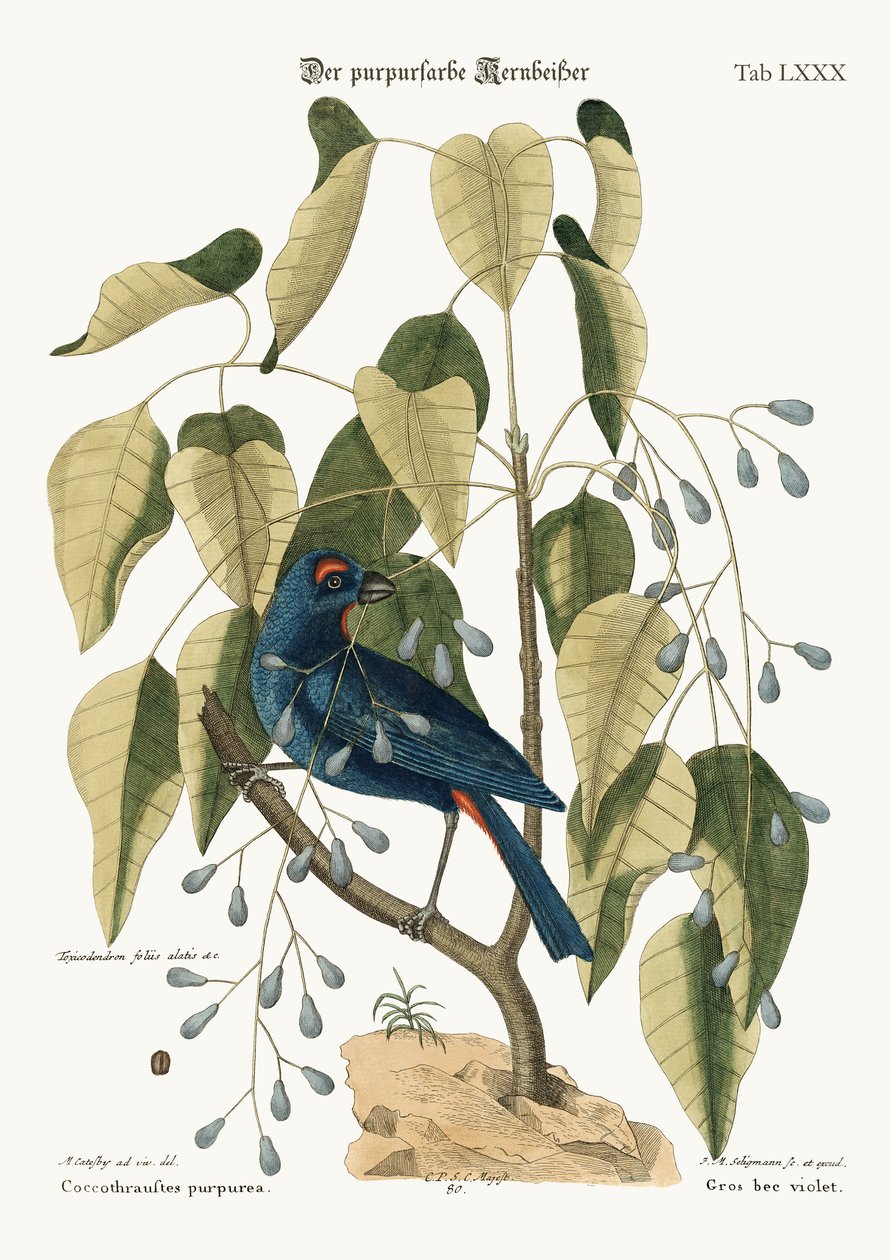 A lila nagycsőr, 1749-73 alkotó: Mark Catesby