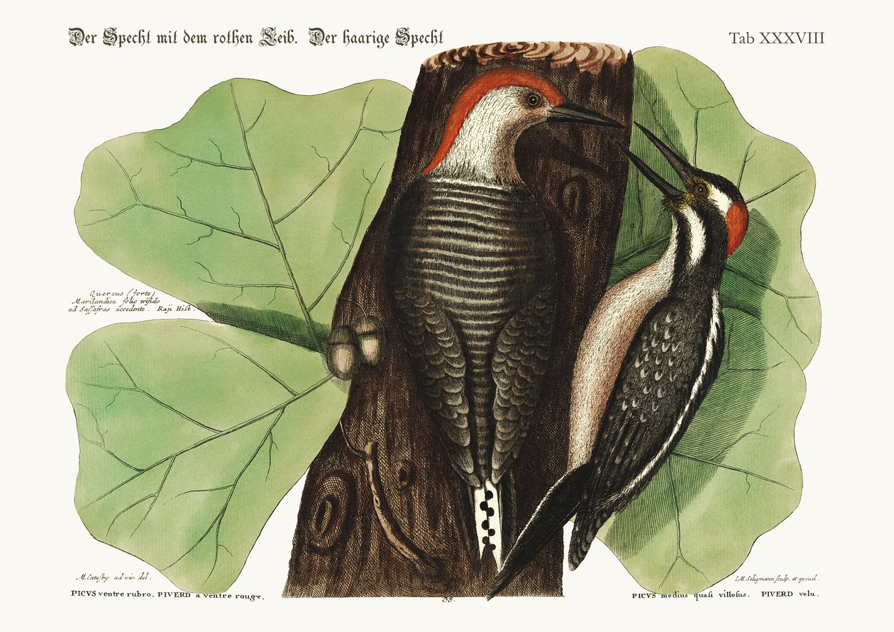 A vöröshasú harkály. A szőrös harkály., 1749-73 alkotó: Mark Catesby