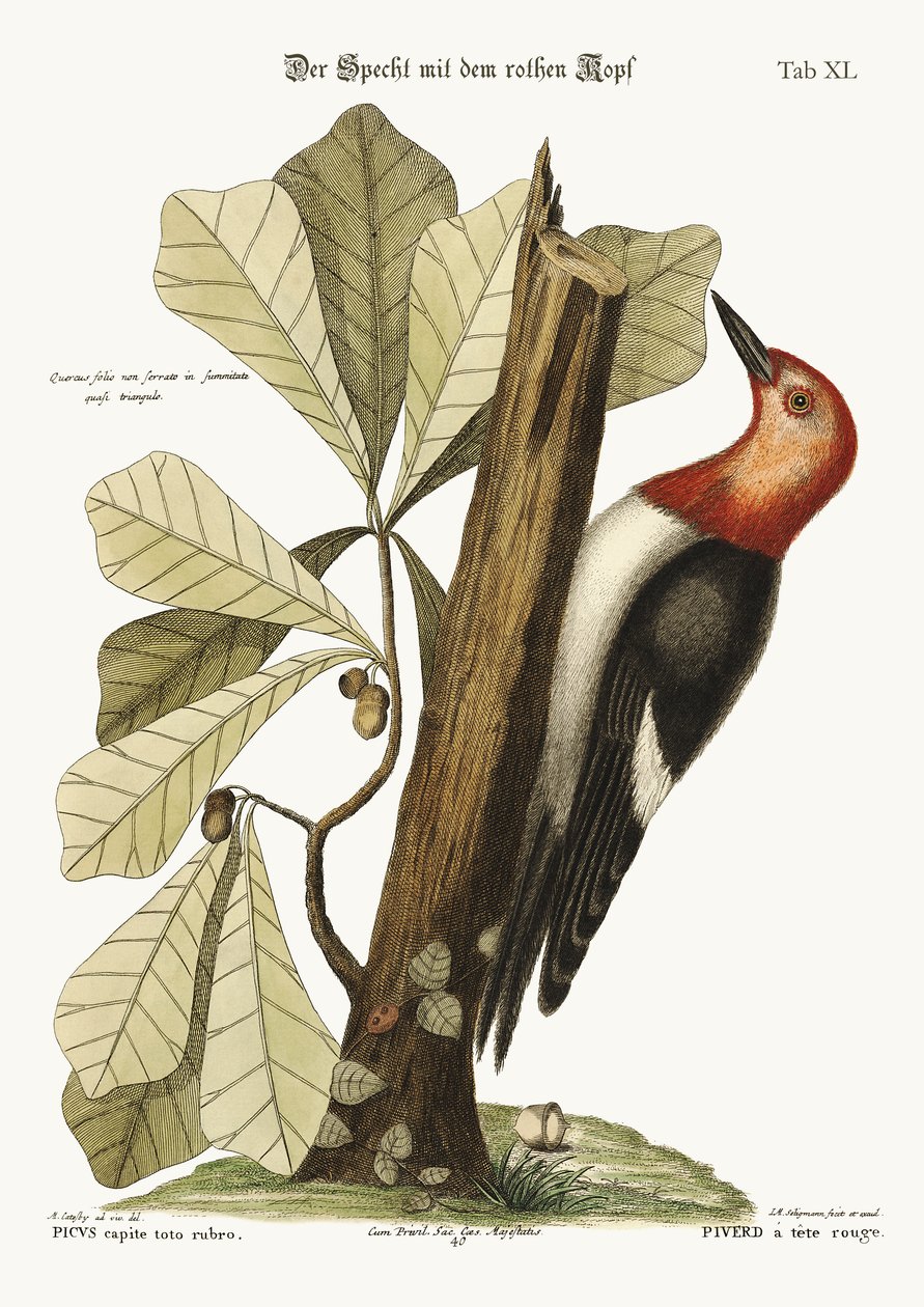A vörösfejű harkály, 1749-73 alkotó: Mark Catesby