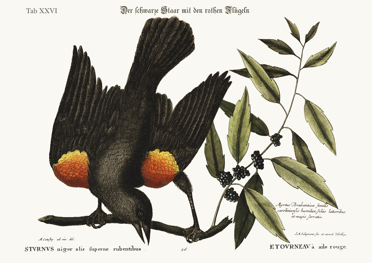 A vörösszárnyú seregély, 1749-73 alkotó: Mark Catesby
