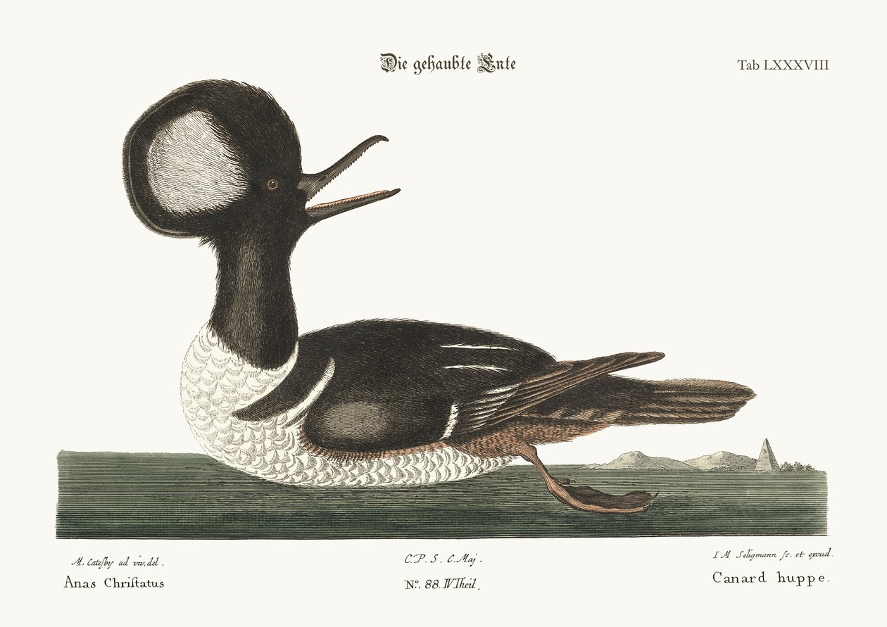 A kerek tarajos kacsa, 1749-73 alkotó: Mark Catesby