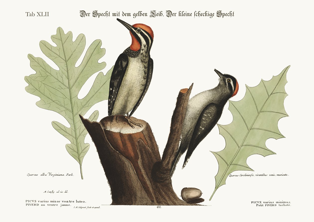 A sárgahasú harkály. A legkisebb pettyes harkály, 1749-73 alkotó: Mark Catesby