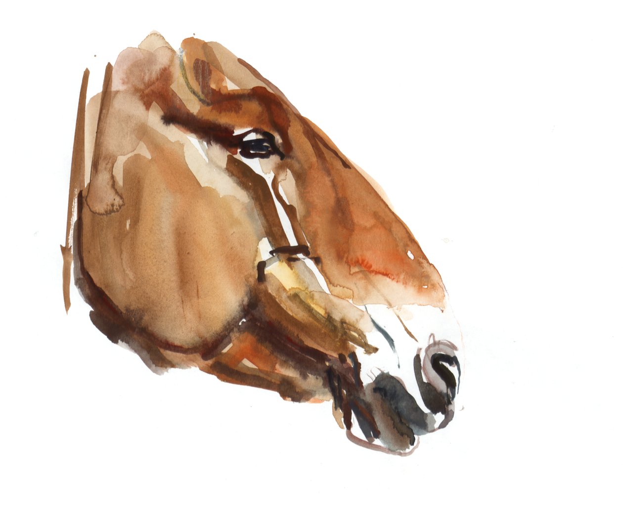 Ősi fej (Przewalski) 2012, (akvarell, papír) alkotó: Mark Adlington