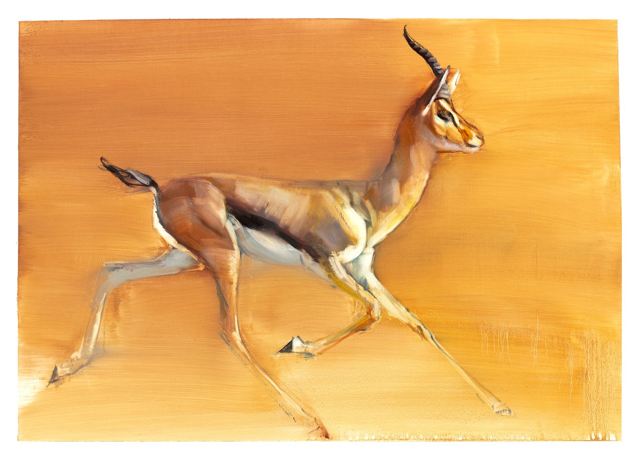Arab gazella, 2010 (olaj, papír) alkotó: Mark Adlington