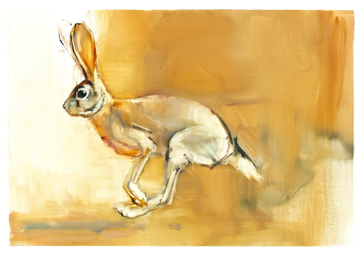 Cape Hare, 2010 (olaj, papír) alkotó: Mark Adlington