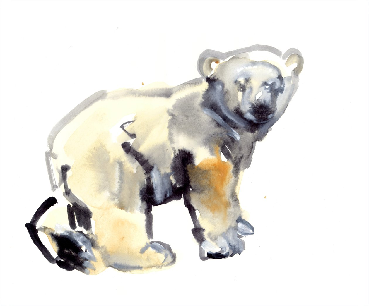 Cub, 2015, (akvarell és gouache papíron) alkotó: Mark Adlington
