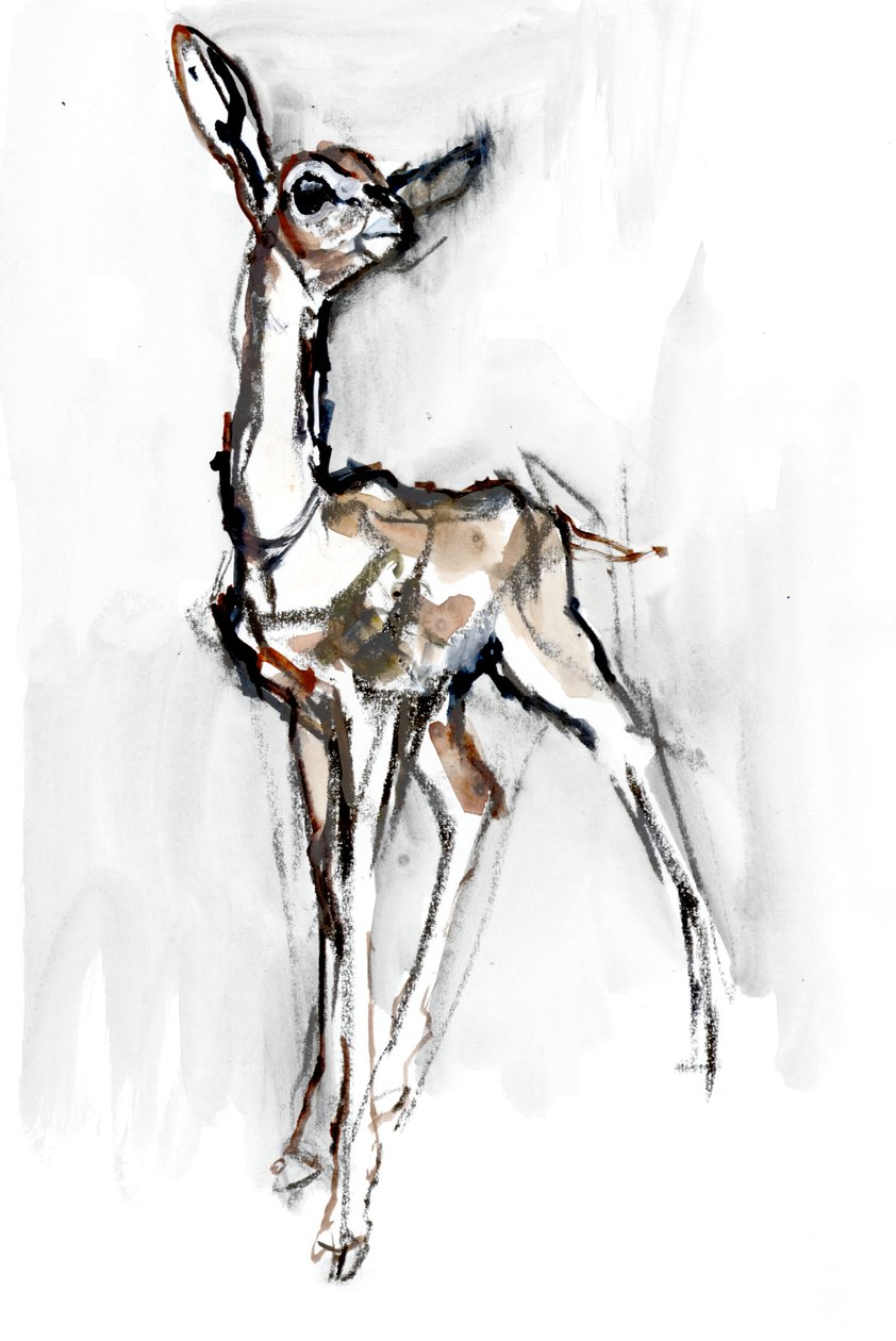 Gerenuk fawn, Sarara, 2018 alkotó: Mark Adlington