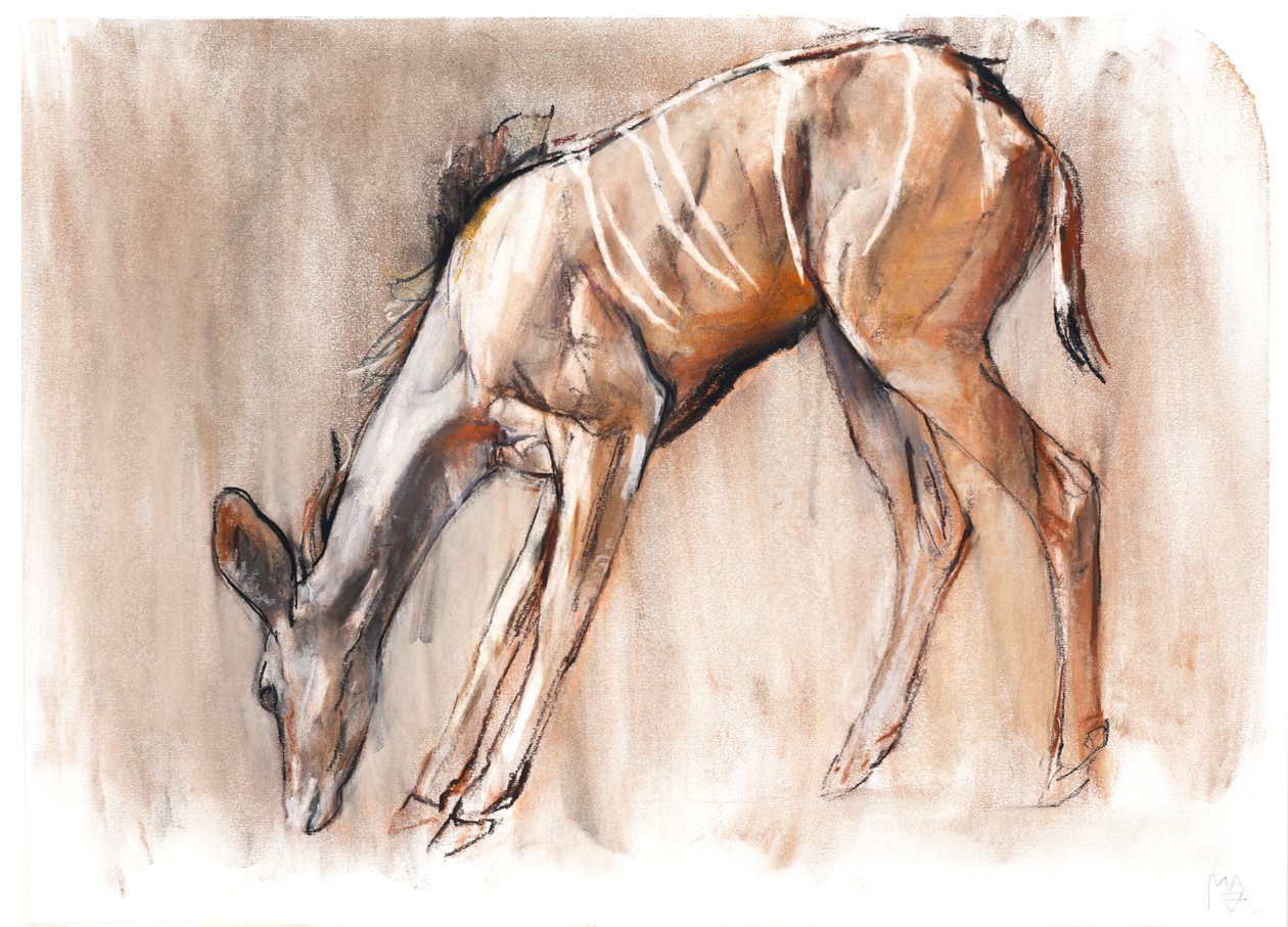 Young Kudu, Loisaba, 2018 alkotó: Mark Adlington