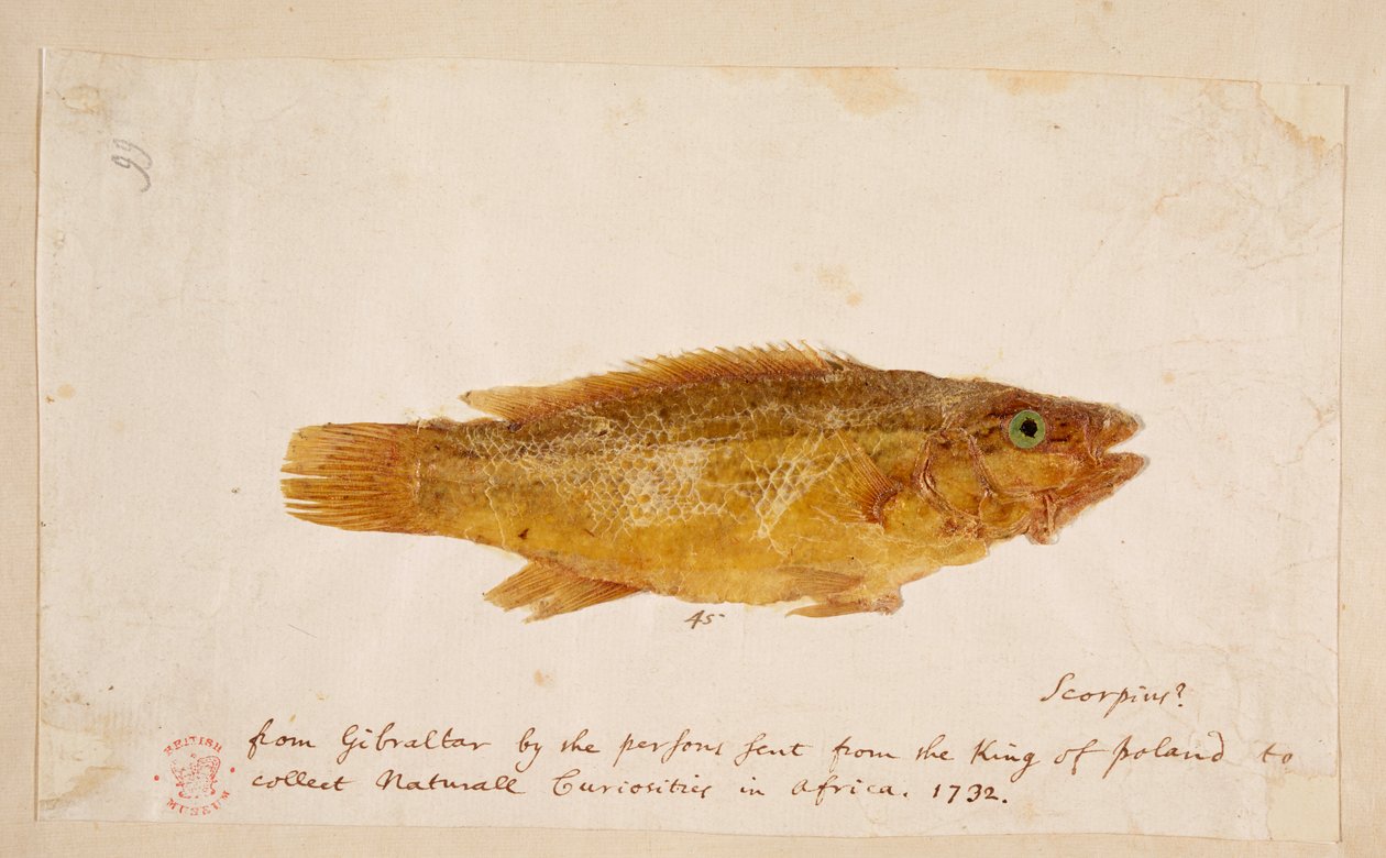Egy hal. alkotó: Mark Catesby