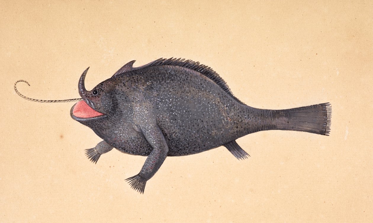 Egy hal. alkotó: Mark Catesby