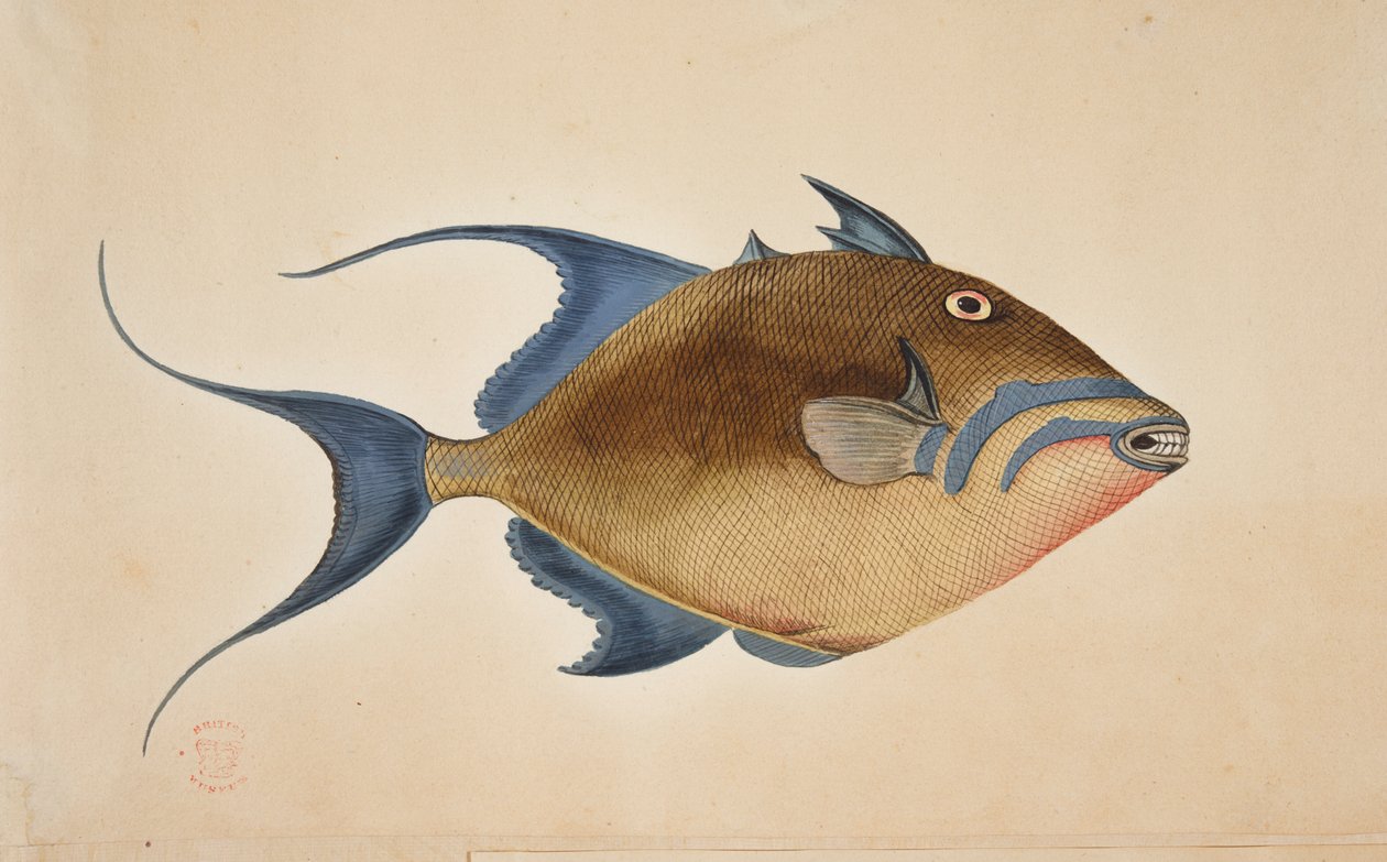Egy hal. alkotó: Mark Catesby