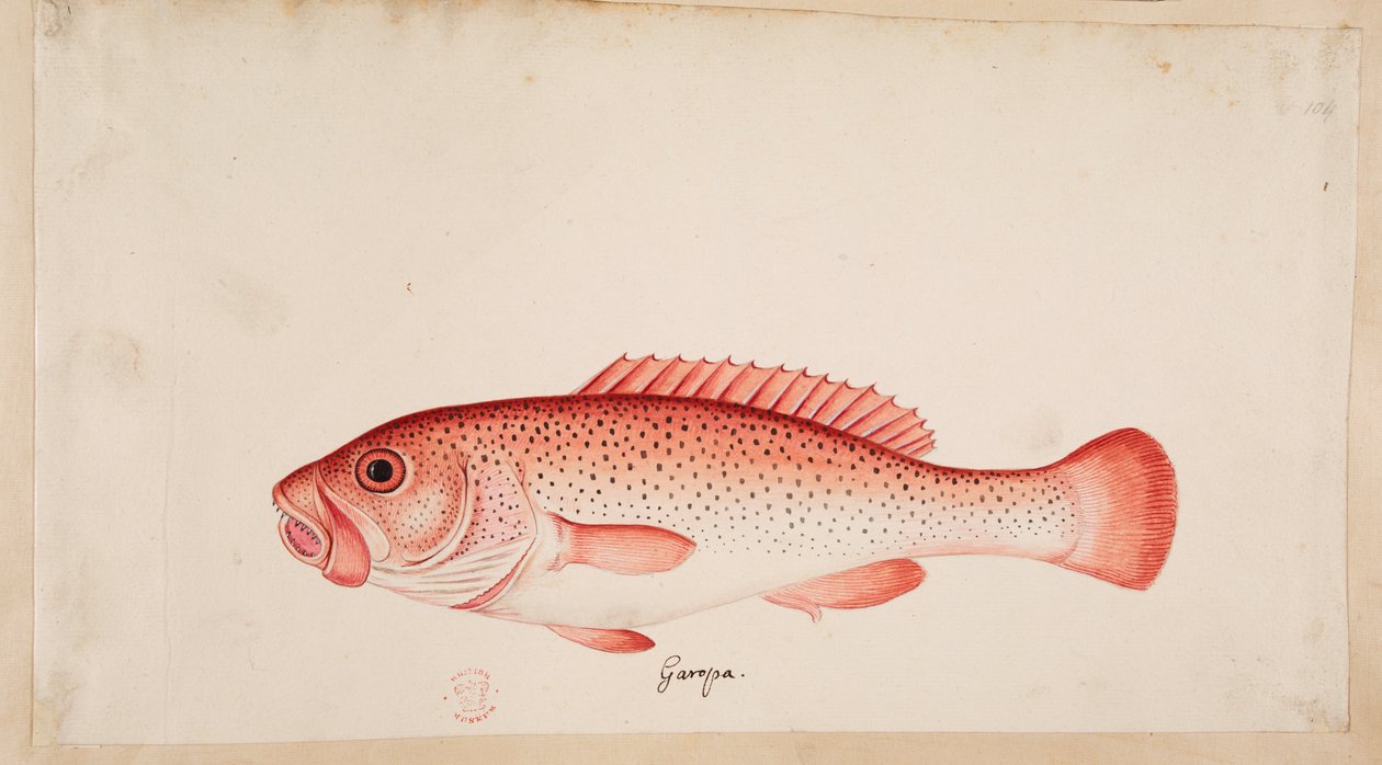 Egy hal. alkotó: Mark Catesby