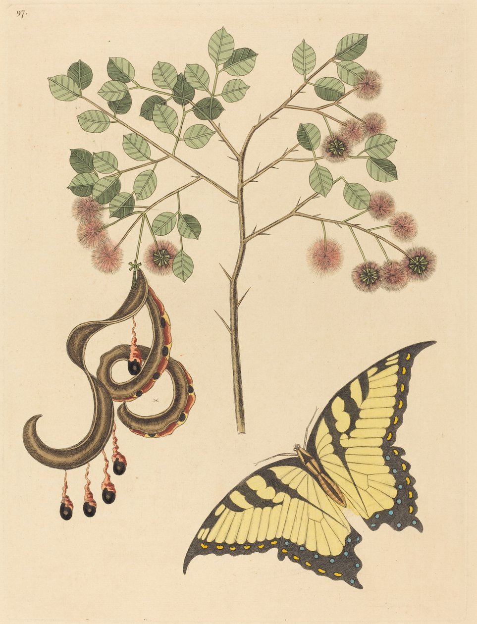 Macskaköröm Mimosa circinalis, megjelent 1731-1743. alkotó: Mark Catesby