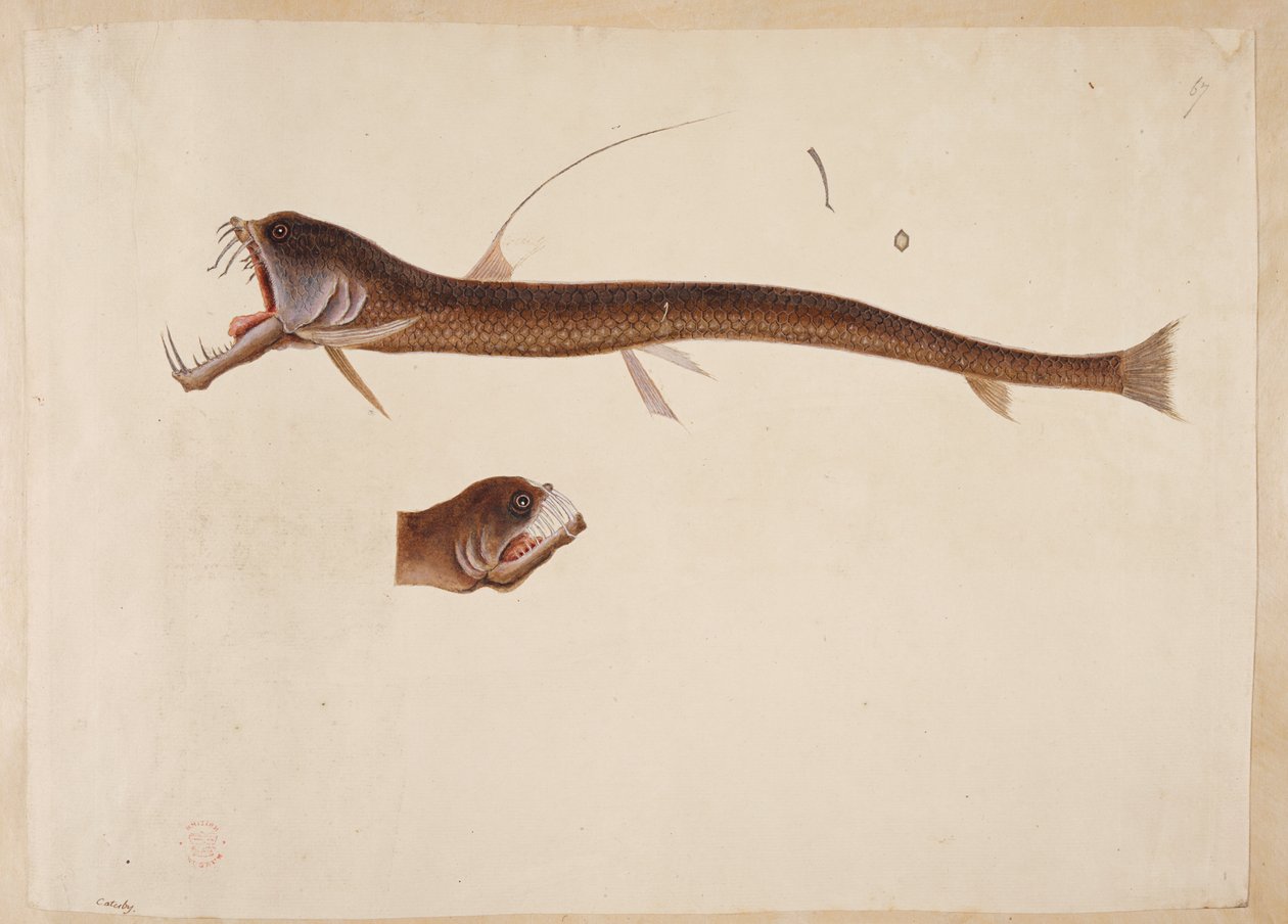 Chauliodus sloanei. Angolnára emlékeztető lény. alkotó: Mark Catesby